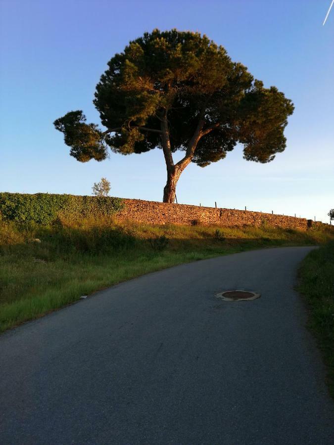 O Ze Ja Dormiu Aqui Villa Celeiros Eksteriør billede